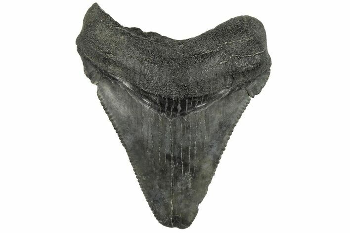 Serrated, 2" Chubutensis Tooth - Megalodon Ancestor